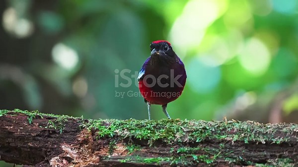 Nourrir l’oiseau Pitta grenat dans la forêt tropicale humide du parc...