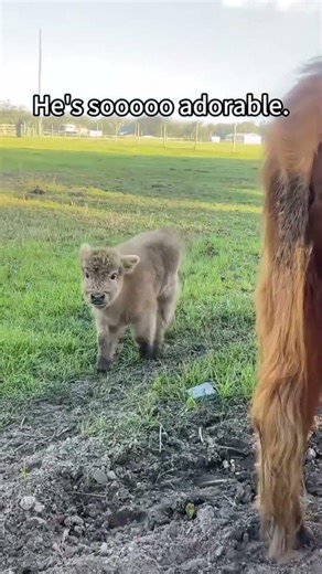 100% certified DERP. ✅#shorts #funnyhorse #horsememes #2026 #animalchaos