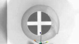 34 reactions | The hummingbird hawkmoth’s proboscis moves independently, and a study shows that these movements are guided by the insect’s visual system. The hawkmoth could be an insect model for the study of neural strategies behind eye-appendage control. In PNAS: https://ow.ly/SgeT50QwwSm | PNAS | Facebook