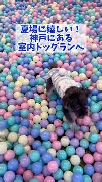 夏場に嬉しい、神戸にある室内ドッグランへ！【I.Dog】 #ミニチュアシュナウザー #シュナウザー #元気お届け #犬のいる生活 #すごい #犬 #ドッグラン #室内ドッグラン #ペット可 #いぬ