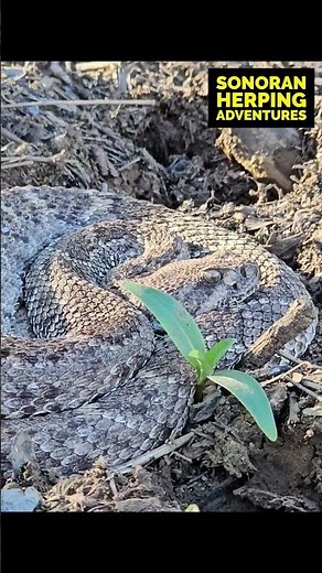 Western Diamondback Rattlesnake by Pond #herping #arizona #rattlesnake #wildlife