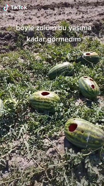 Kenan Öget TikTok'ta