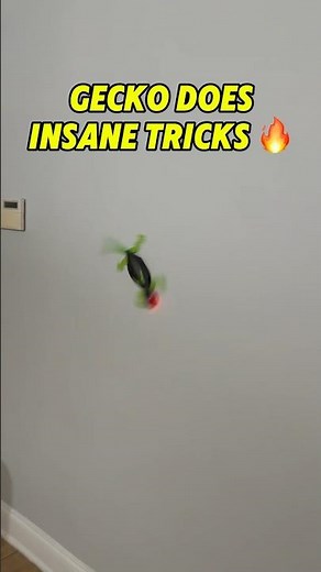 Does the Wall Crawler Gecko Actually Climb Walls? 👀