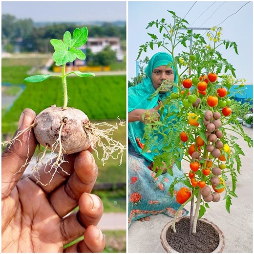 18K views · 226 reactions | Amazing planting experiment | Growing potato at tomato plant together |Tips & tricks in this video | DIY IndoorGarden | Facebook