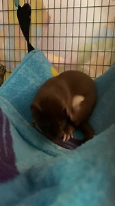 234 reactions · 15 shares | Our long tailed weasel baby has his beautiful summer coat. The first fur they grow is silky and creamy colored. Weasels are playful, but also avid hunters. For now, his meals are provided for him as he grows here at MWC. ❤️ | Millstone Wildlife Center | Facebook