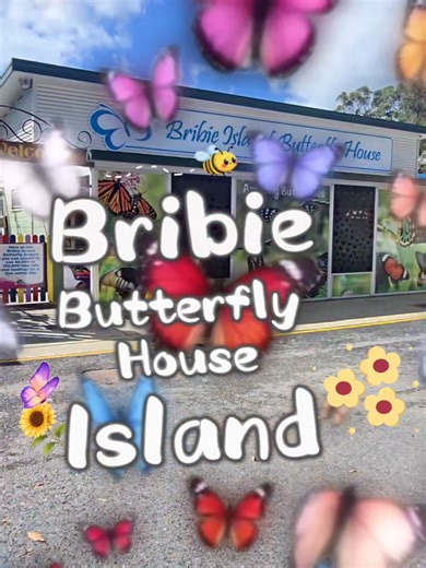Bribie Island Butterfly House 🦋 Butterfly Sanctuary Beautiful Experience where you could be Blessed by a Butterfly landing on you. ( please be gentle and no touching the butterflies). Wearing a bright shirt or Hat may attract a Butterfly 🦋. Location 📍 206B First Ave, Bongaree, Queensland. Opening Times Wednesday and Sunday 9am - 3pm Entry Fee Adult $12 Concession $10 Child (4-15) $7 Family (2 2) $34 Wheelchair and Stroller Accessible. 2 Toilets and 1 Accessible Toilet Available. #butterfly #b
