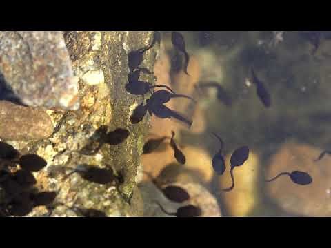 Tadpoles Swimming In The Water