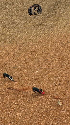 Como busca la liebre su perdedero... #galgoespañol #saluki #greyhound #studgal#galgodron #dronehunt