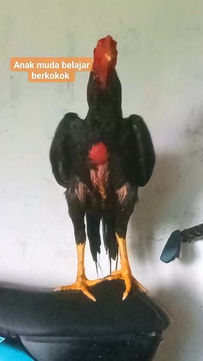 Bagai mana dunia perayaman @sorotan | Enggo Fuja Kusuma JE