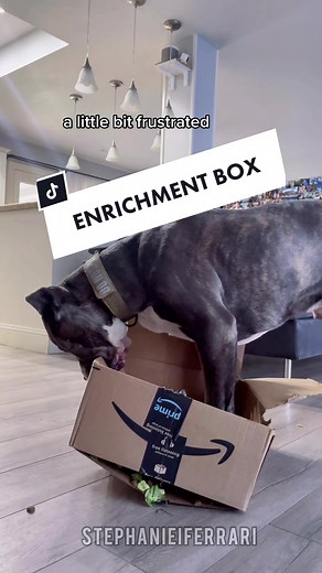 DIY Halloween Enrichment Box for Dogs