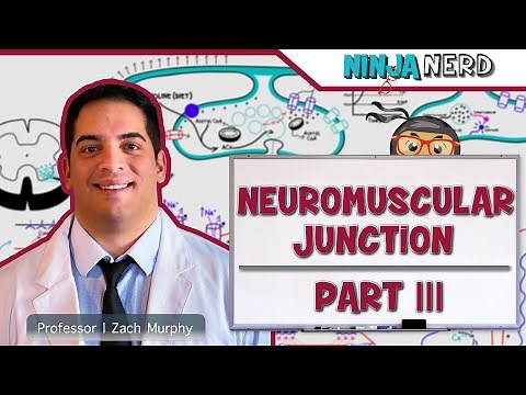 Musculoskeletal System | Neuromuscular Junction | Sliding Filament Theory: Part 3