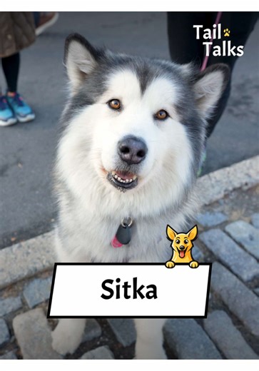 Meet Sitka: The Fluffy Alaskan Malamute