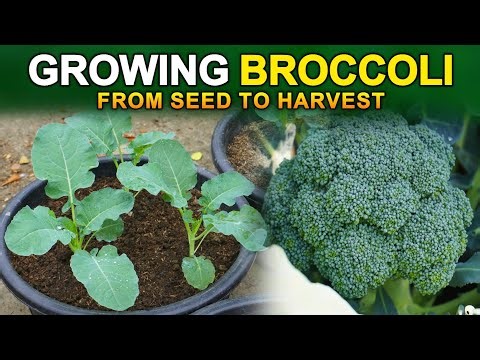 How to Grow Broccoli | Seed to Harvest | Complete Growing Guide