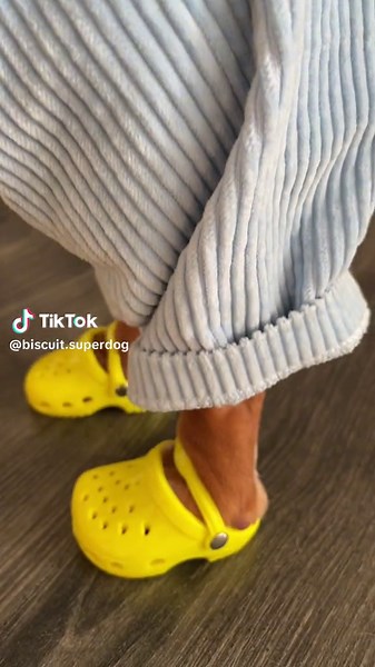 Stylish Dog Shoes: Fashionable Options for Your Pup