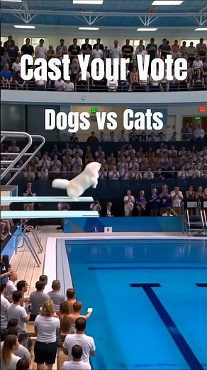 🏆Cats vs Dogs Pool Diving Competition