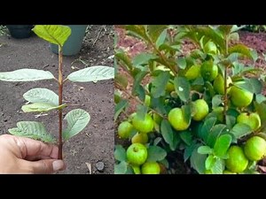 Simple and easy, the best way to propagate guava trees is from shoot cuttings