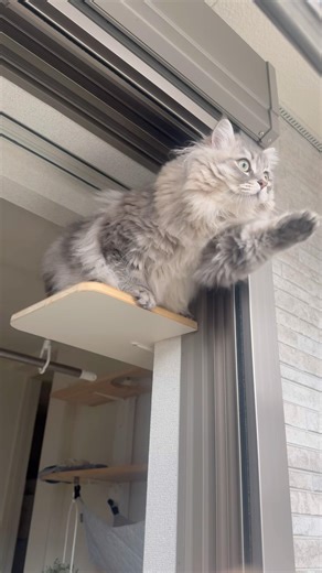 豪雨に興味津々の猫 #shorts #ねこのいる生活