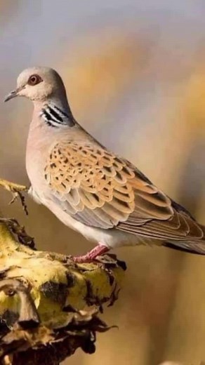 Exploring Colorful Bird Species in Nature