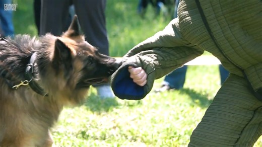 Comment montrer de la peur avait déclenché une attaque mortelle de chiens