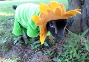 Baby Goat Dresses Up as a Spectacular Sunflower