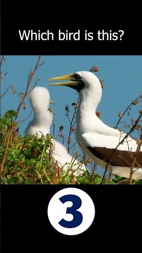 The Magnificent Masked Booby | A Seabird Marvel