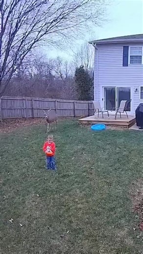 CCTV Footage 🦌⚡ Deer Charges Child in Backyard — Homeowner Saves the Day! #CCTV #DeerAttack #BackyardRescue #CaughtOnCamera #HeroicOwner #CloseCall #AnimalAttack #HomeSecurity #ViralVideo #RealLifeHero #NeighborhoodAlert #ScaryMoments #UnbelievableFootage | CCTV zone