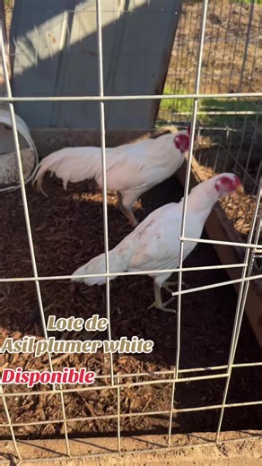 Executor Game Farm (@executorgamefarm78)’s videos with original sound - Executor Game Farm