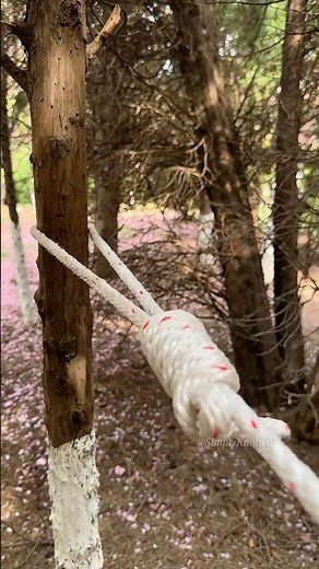 Escape Logic! ⚪🌲 The Life-Saving Knot You Can Tie in Seconds.