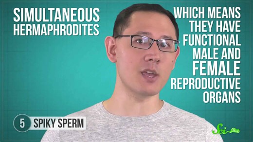 9 of the weirdest sperm adaptations