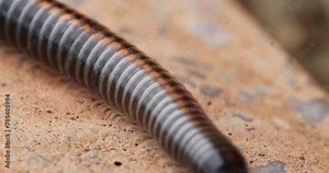 A millipede crawls across the brown tiles moving its paws.
