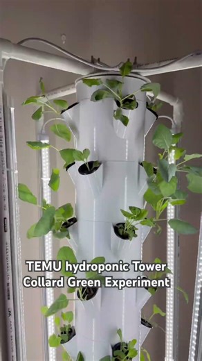 Experimenting growing Collards hot Outback Australia! #hydroponics #alicesprings #indoorgrowing