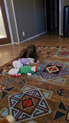 Tyra - Labradoodle puppy for sale