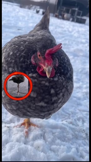 Chuff ticken 🥀 #tuff #funny #viral #lol #fypシ