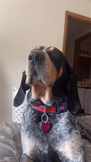 😉Biggest baby on the block🌎 #bluetickçoonhound #bluetickcoonhoundlove #bluetickcoonhoundsofinstagram #bluetickcoonhoundlovers #bluetickcoonhoundmix | Bluetick Coonhound Lovers