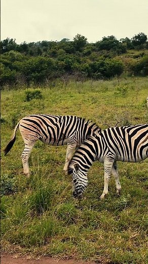 A group of zebras has a surprising name!