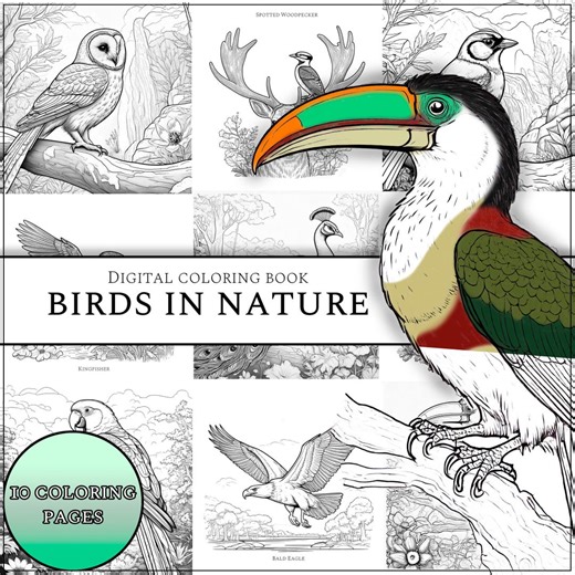 Coloring Book | Birds in Nature | 10 Beginner Pages | 10 Hard Pages - Etsy