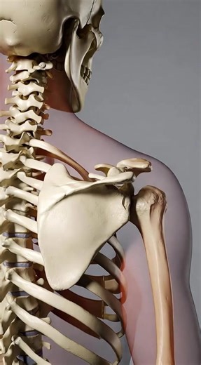 Understanding the Anatomy of the Scapula Bone