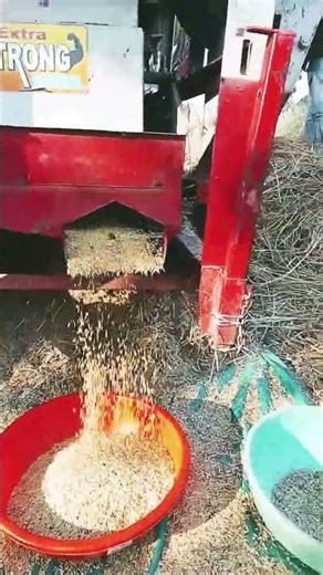 dhan machine dhan pisai # paddy crop # laveena rice #scented rice