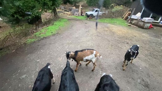 Rodger Mcclintock on Reels