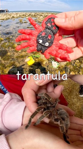 Fun Toys | Bug Insect Names for Kids to Learn by the Pier: Tarantula Slug Beetle Millipede Spider