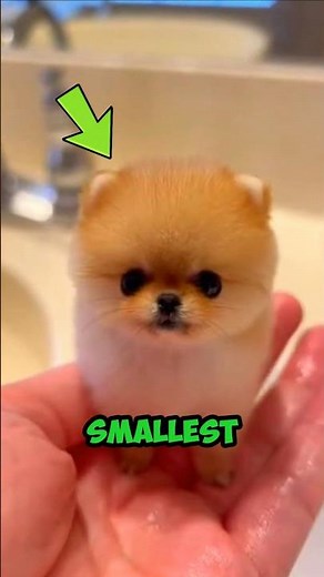 Top 5 Smallest Dogs in the World 🐶 You Won’t Believe #1!