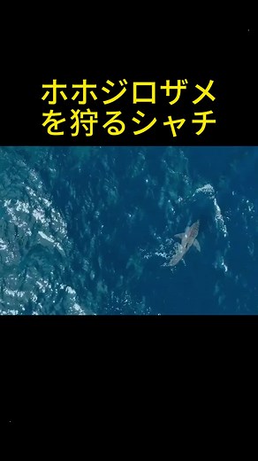 シャチがホホジロザメを狩る瞬間