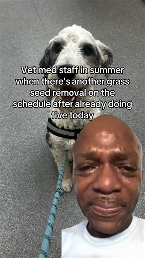 Challenges of Vet Nursing: Summer Grass Seed Removals