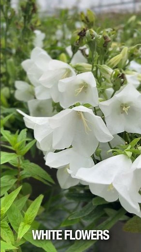 Plant Profile: Campanula Cochleariifolia White