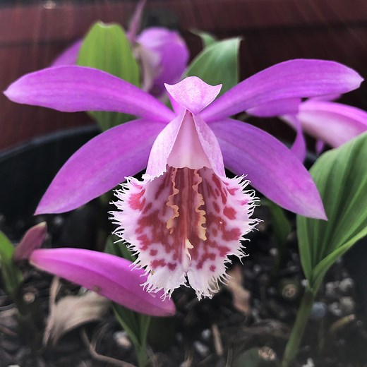 Pleione formosana - Varieties and Care