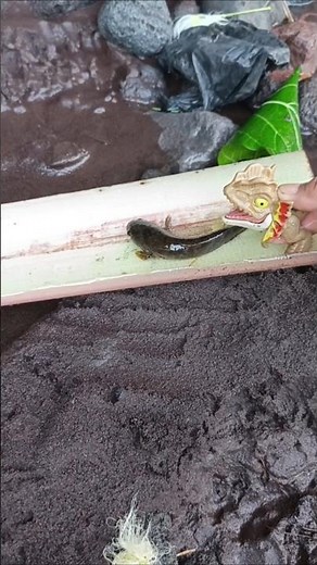 how to catch snakehead fish with frog lure - SNAKEHEAD FISH #shorts #fish #channa #viralvideo