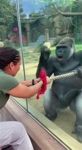 The Ultimate Tug-Of-War | Human vs Gorilla Strength #amazinganimals #gorilla #wildlifeentertainment