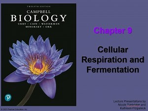 Chapter 9: Cellular Respiration and Fermentation