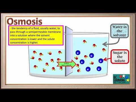WCLN - Osmosis - water -sugar solution - Biology
