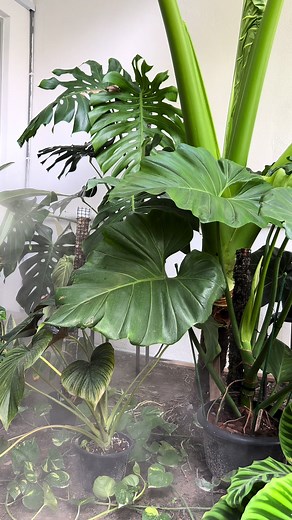 Blower pipe for humidifier fullpawahhhh done setting up #philodendron #monstera #alocasia